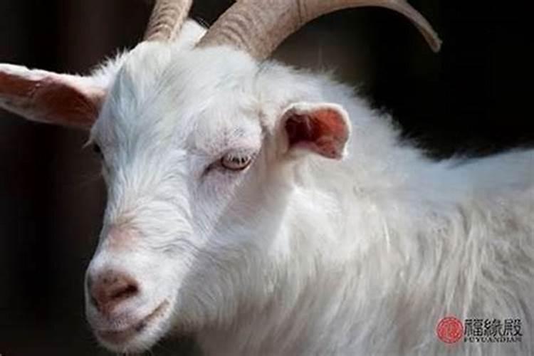 属蛇男跟羊女八字合不合