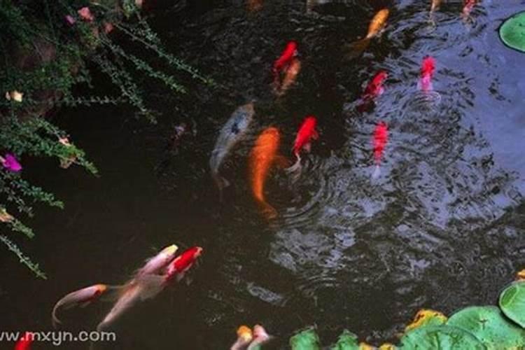 梦见水里鱼在游好吗？