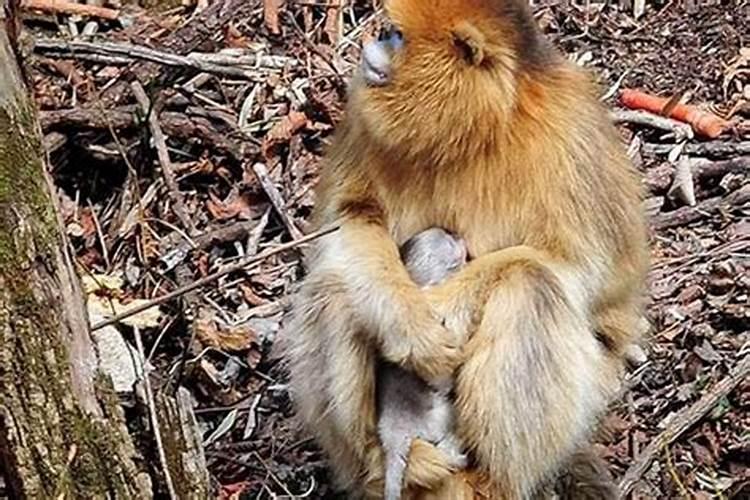 立秋前一天出生好吗？