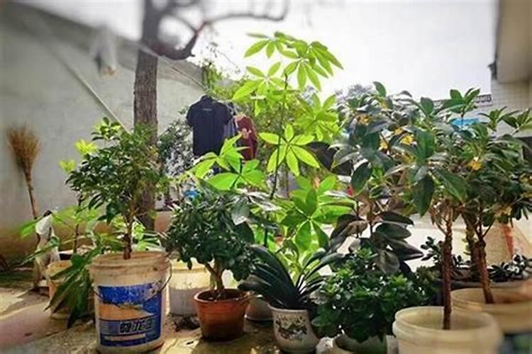 梦见死了很久的外公死了