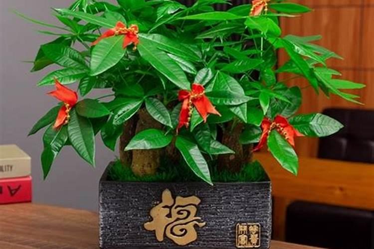 家里摆什么东西最旺财？