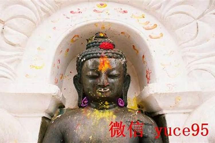 备孕梦见漂亮的小鸟