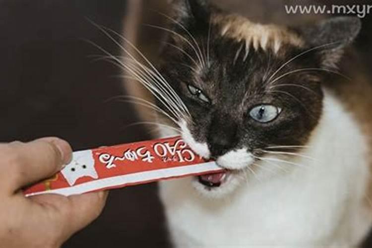 怀孕梦见杀猫见血是什么预兆？