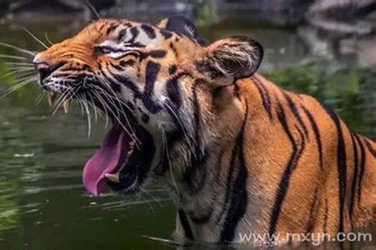 梦见杀死老虎预示什么？