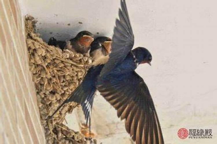 燕子飞进卧室什么兆头？