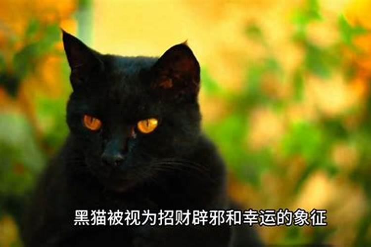 梦见黑猫什么意思解梦？
