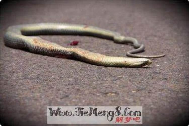 梦见蛇钻进身体里是什么意思？