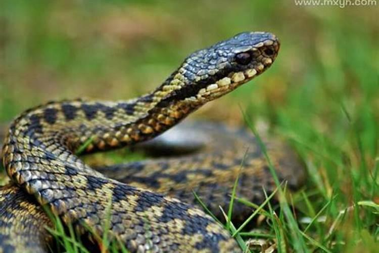 梦见被蛇咬什么预兆有血还肿了？