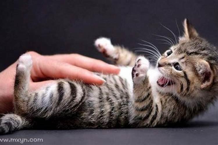 梦见猫咬自己什么预兆？