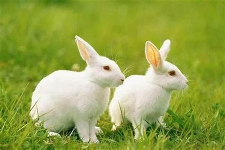 兔什么时候本命年？