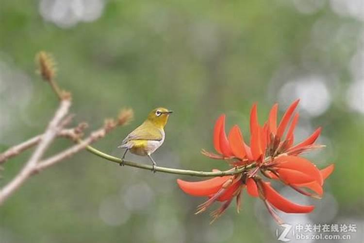 腊月鸟儿每天几点起来？