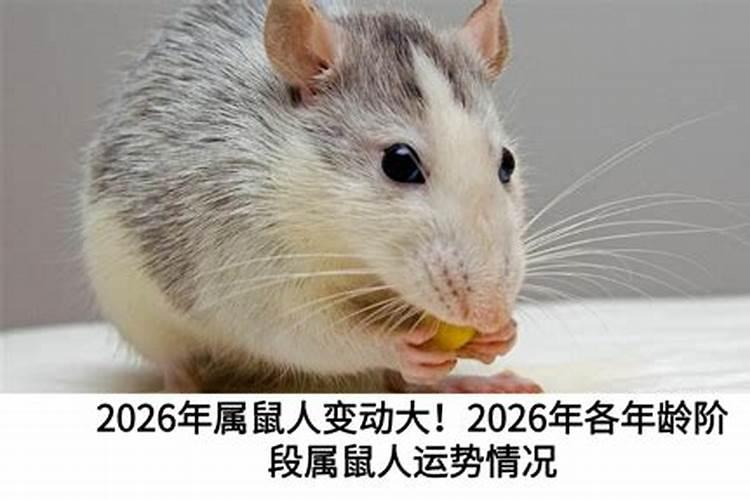 属鼠人在2026年下半年运势如何？
