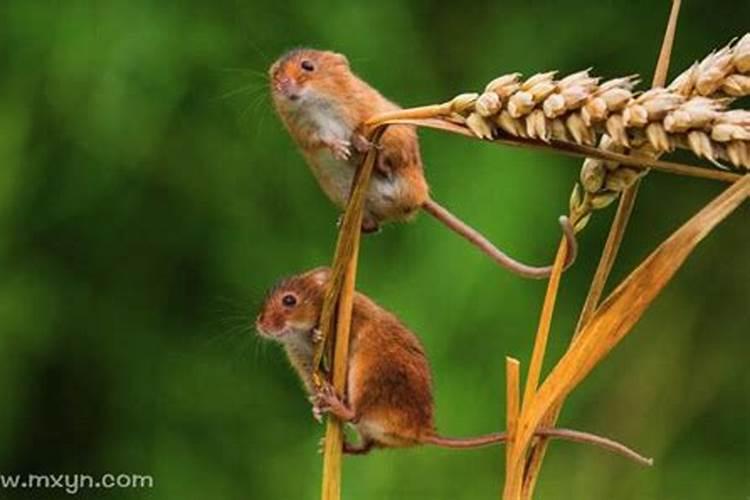 梦见老鼠一窝是什么意思？