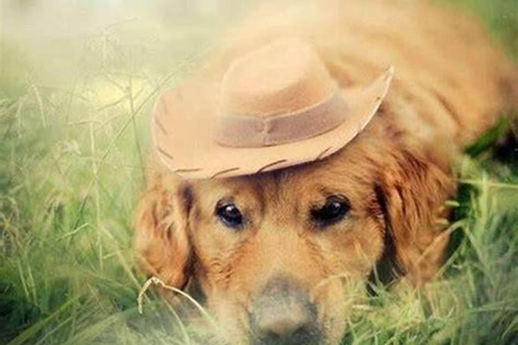 梦见狗说话自己听得懂