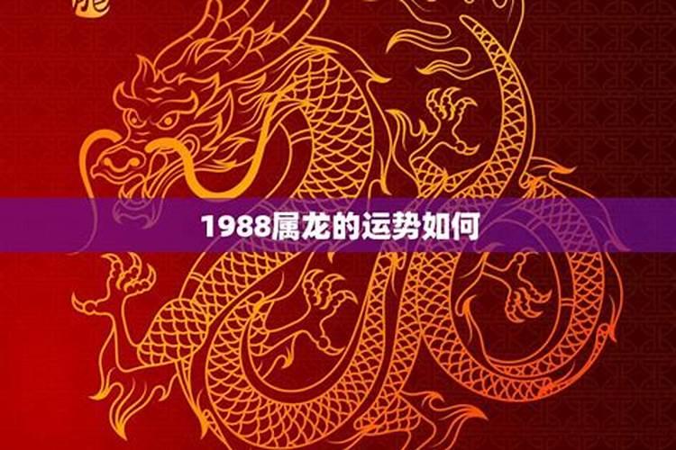 88年龙今年的运势如何？