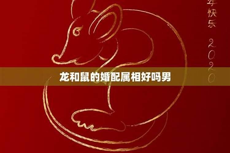 属相老鼠和大龙婚配如何呢？