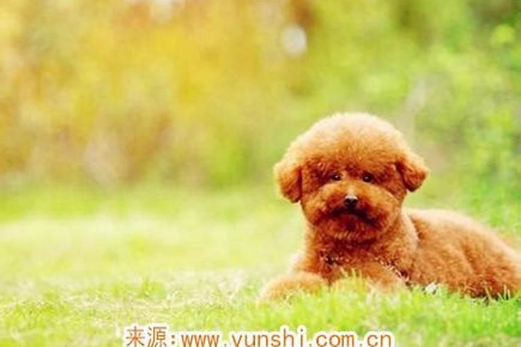 属狗女孩七月出生运势如何？