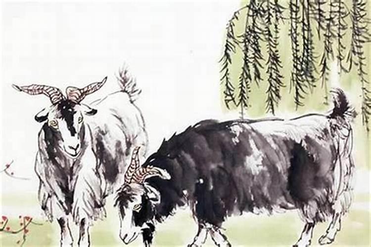 羊和牛的八字不合吗？