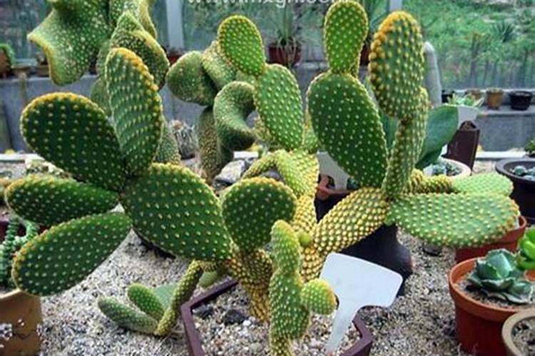 梦见买仙人掌是什么意思？