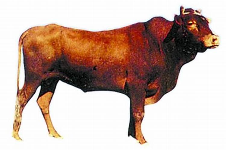 梦见牛是代表什么仙？