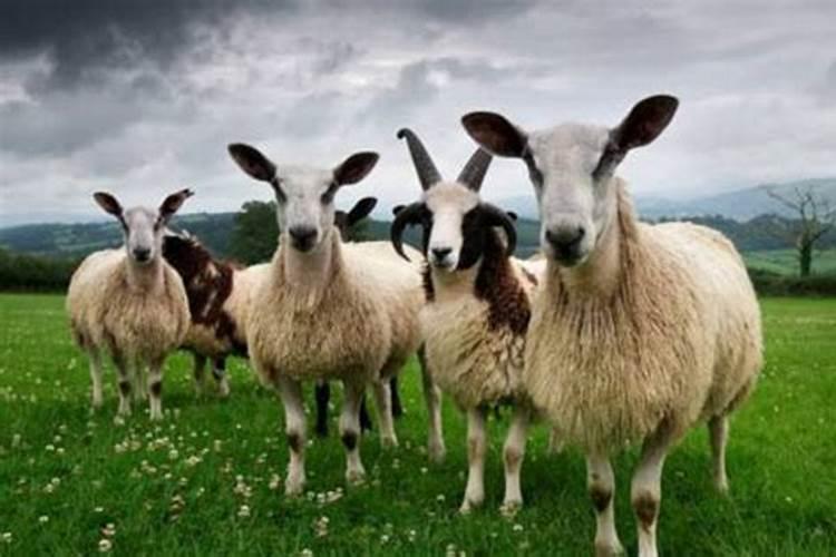 属羊正月十五命运如何？