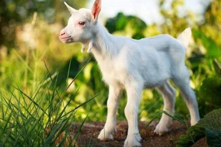 梦到山是什么意思？