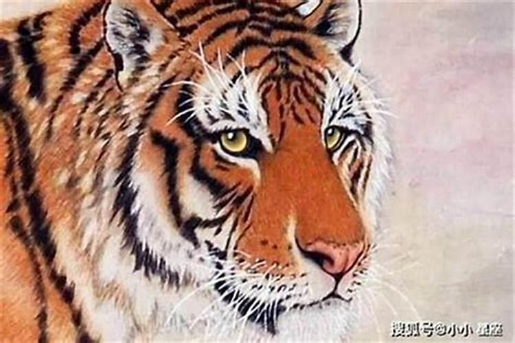 属虎十月初一出生的男孩