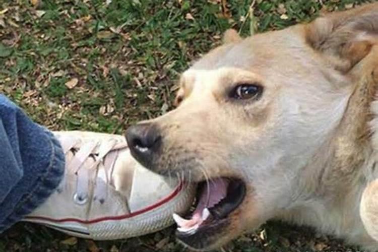 梦见爱人被狗咬了什么预兆？