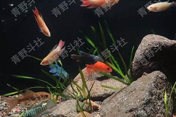 为什么太岁不能几个品种一起养？