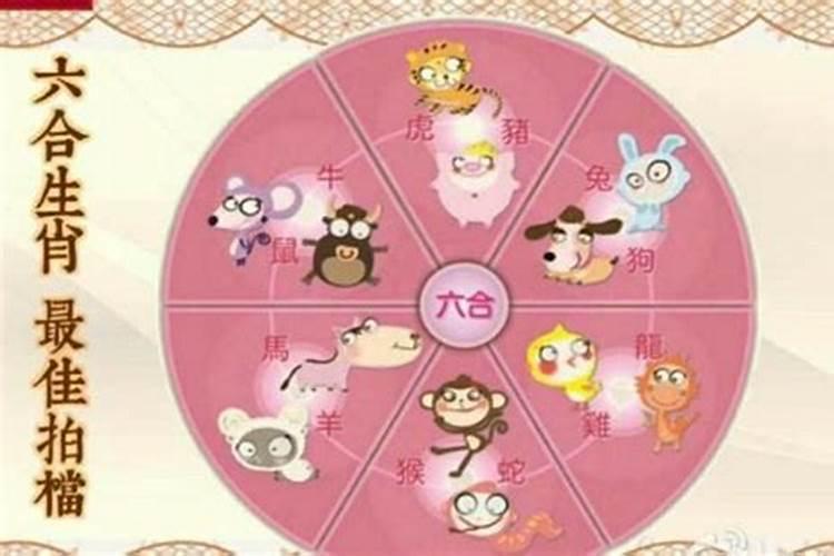 属马与属羊八字合吗？