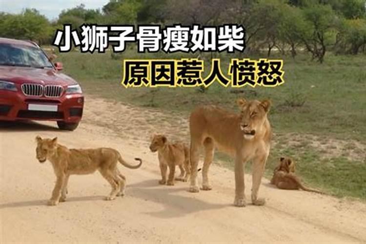 梦见特别多的小狮子？