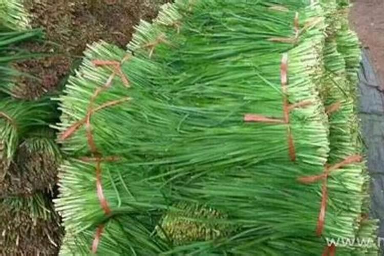 梦见韭菜是什么意思？