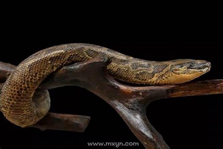 梦见大蟒蛇咬自己屁股是什么征兆？