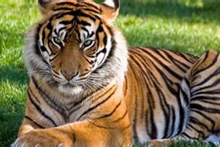 正月十五后出生的虎