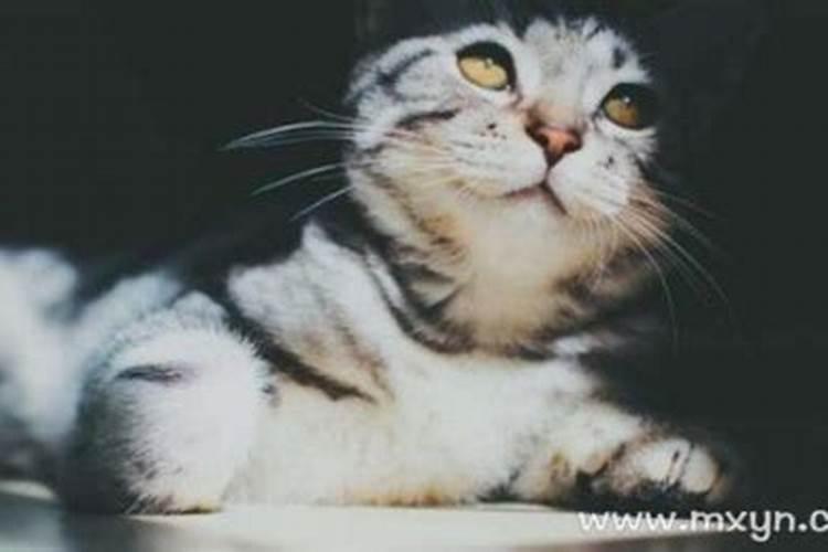 梦见猫什么意思是什么？