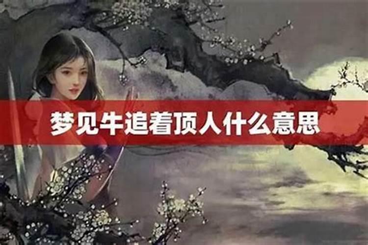梦见牛顶人预示着什么？