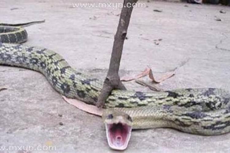 梦到死蛇是什么预兆吗？