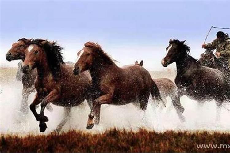 梦见马跑是什么预兆？