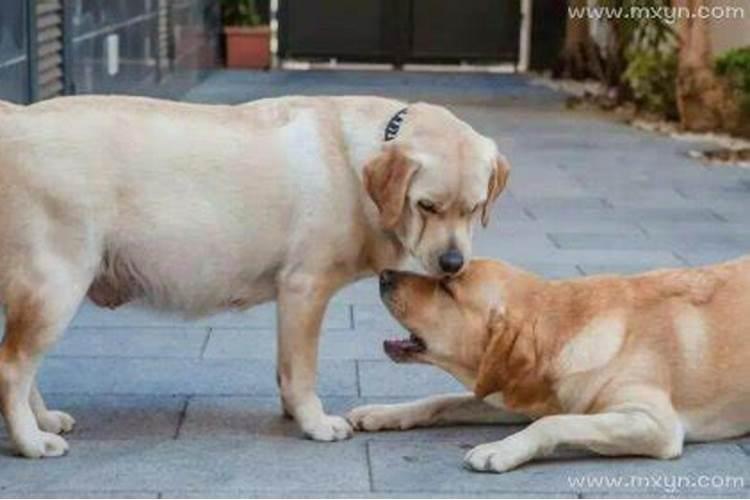 梦到死去的狗自己哭得很伤心