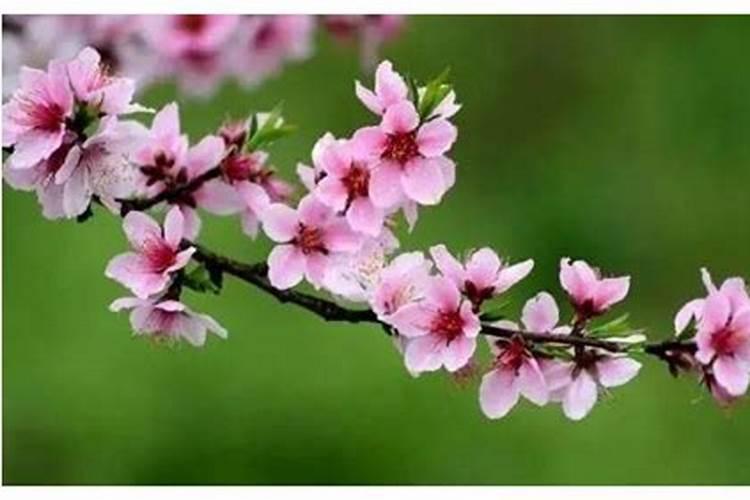 怎么看桃花带7煞？