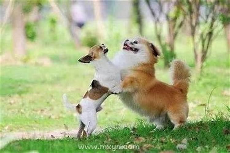 梦见狗狗对我热情扑向我身上