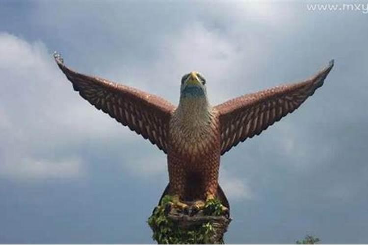 梦见特别漂亮的一只大鸟叫