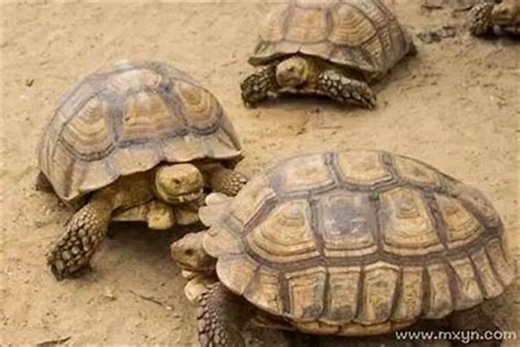 梦见乌龟是什么预兆？