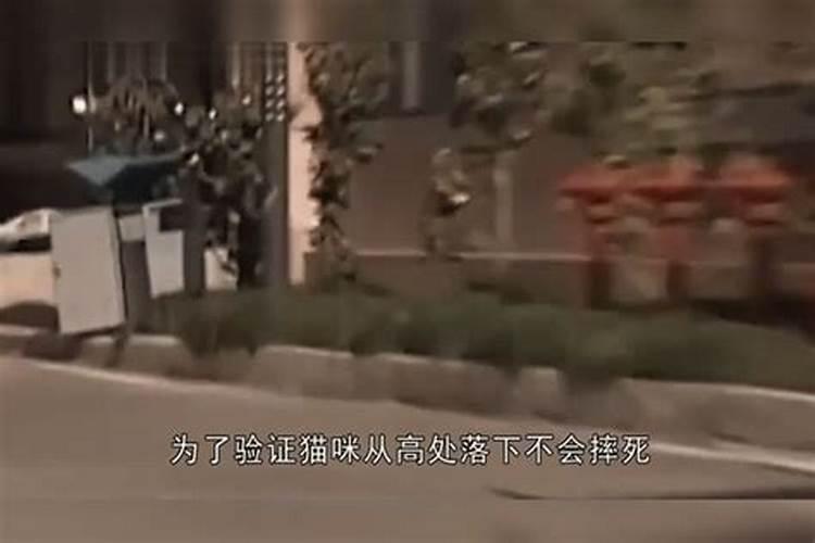 梦到别人把猫扔下楼