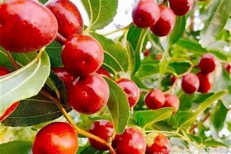 梦见树上的大枣是什么意思？