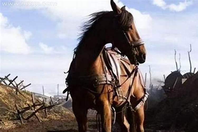 梦见杀马是什么预兆解梦？