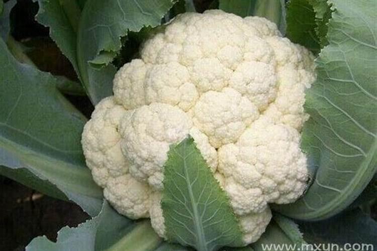 梦见花菜是什么意思？