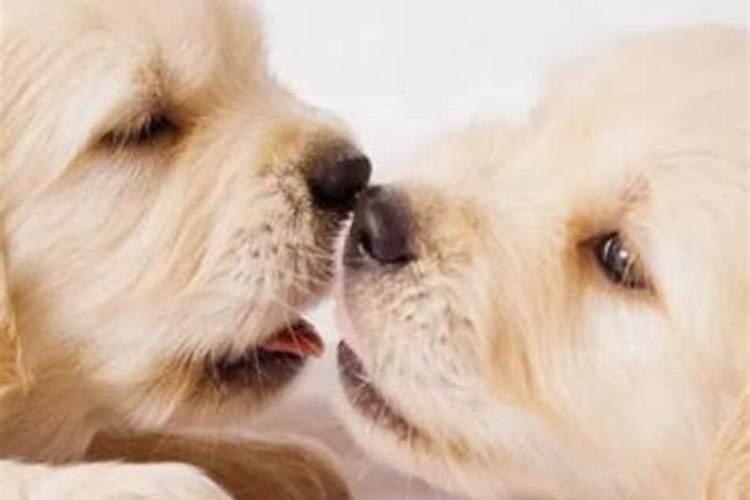 属猴和属狗的合婚吗？