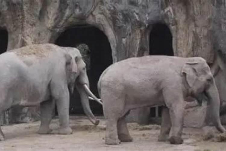 什么动物长命百岁？