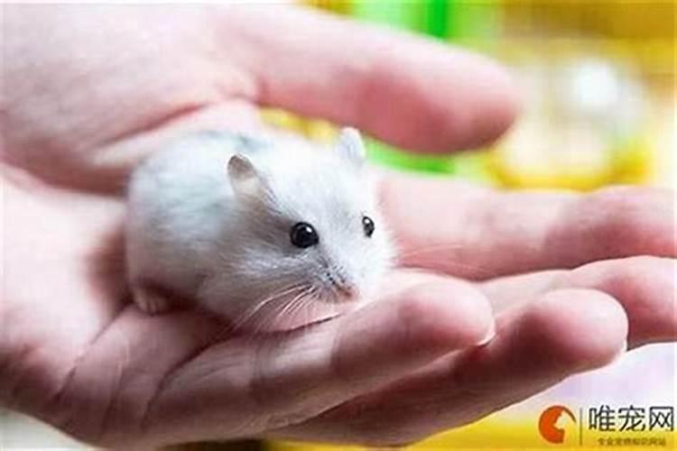 梦到大老鼠咬自己的手